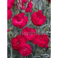 Goździk 'Rebekah' Dianthus