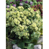 Rozchodnik karpacki 'Sunkissed' Sedum telephium