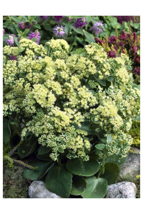 Rozchodnik karpacki 'Sunkissed' Sedum telephium