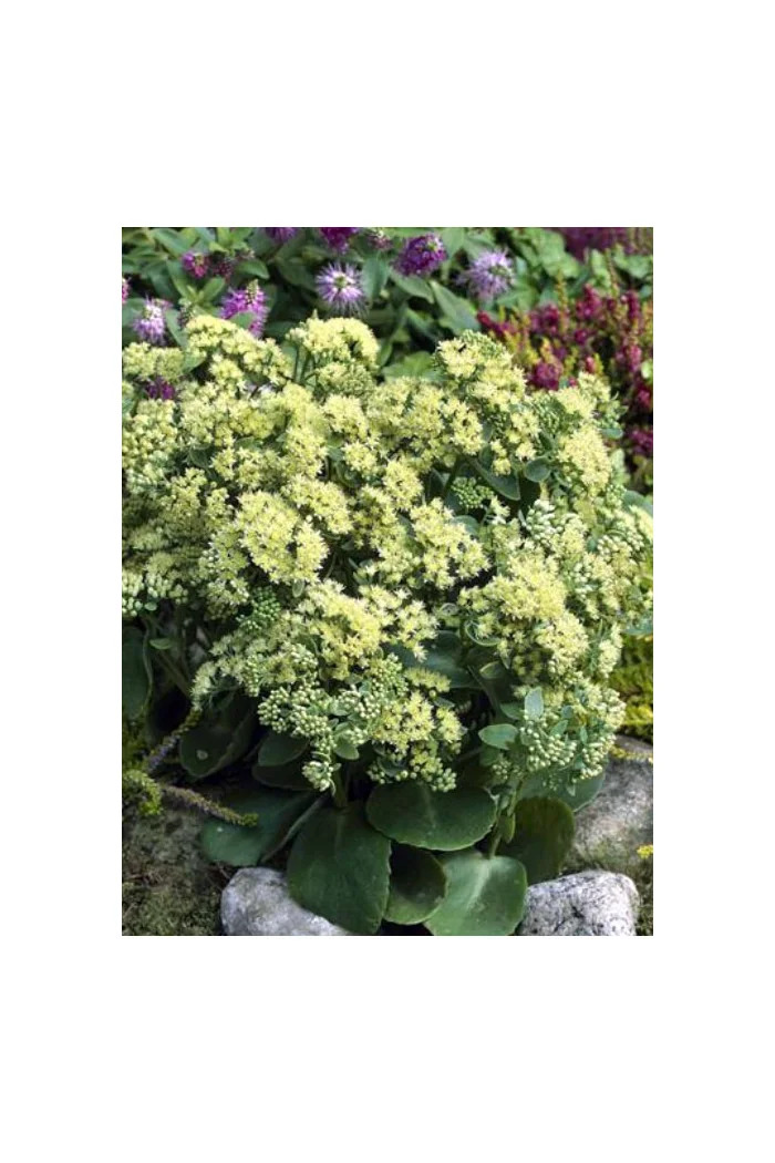 Rozchodnik karpacki 'Sunkissed' Sedum telephium
