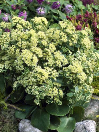 Rozchodnik karpacki 'Sunkissed' Sedum telephium