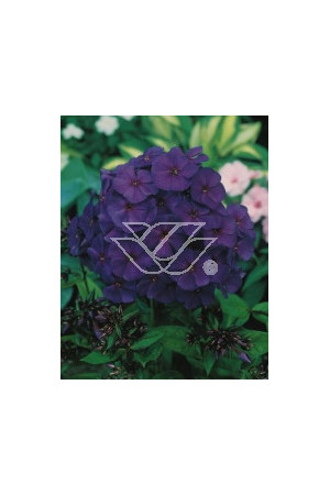 floks, floks wiechowaty