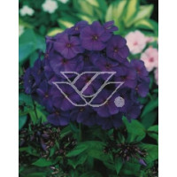 floks, floks wiechowaty