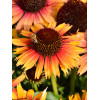 Jeżówka 'Pearl Parrot' | Echinacea