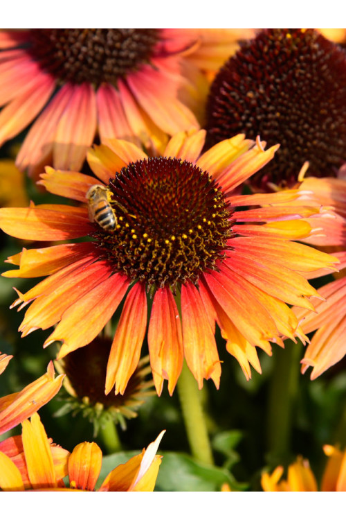 Jeżówka 'Pearl Parrot' | Echinacea