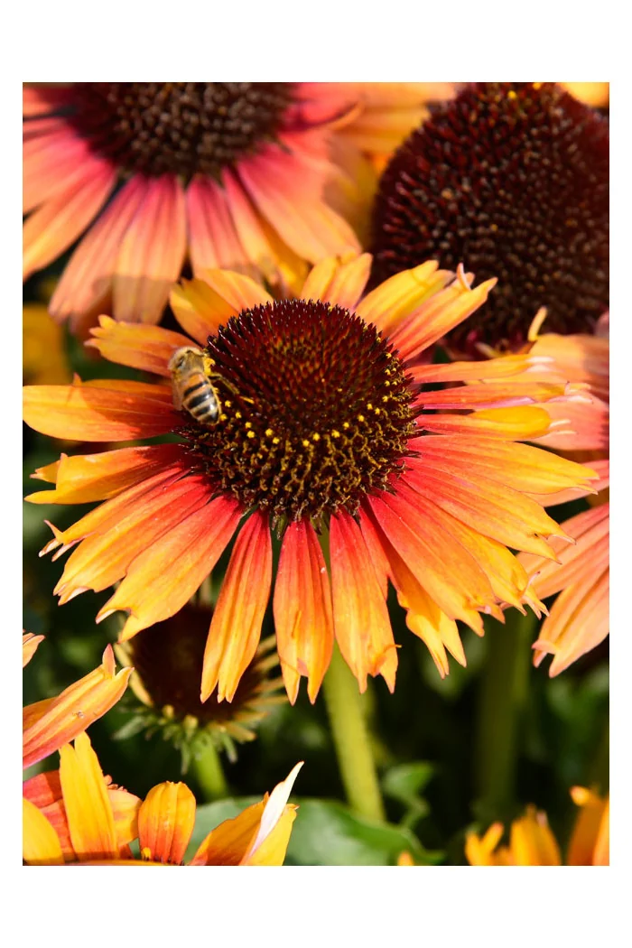 Jeżówka 'Pearl Parrot' | Echinacea