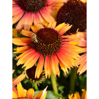 Jeżówka 'Pearl Parrot' | Echinacea