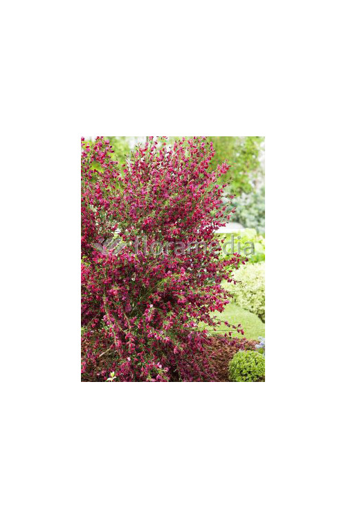 Żarnowiec / Szczodrzeniec miotlasty 'Boskoop Ruby' | Cytisus scoparius