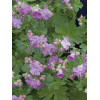 Bodziszek kantabryjski 'Karmina' Geranium cantabrigense