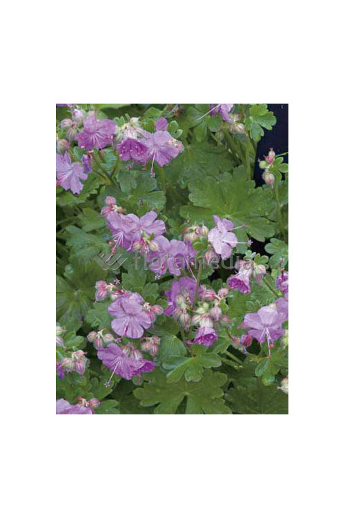Bodziszek kantabryjski 'Karmina' Geranium cantabrigense