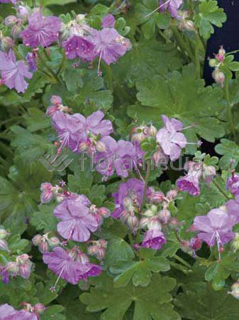 Bodziszek kantabryjski 'Karmina' Geranium cantabrigense