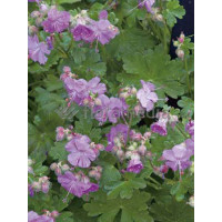 Bodziszek kantabryjski 'Karmina' Geranium cantabrigense