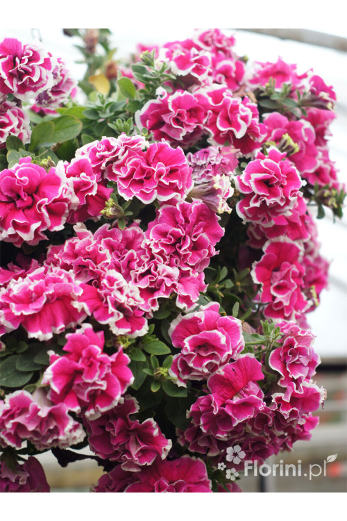 Petunia 'Tumbelina Anna' | Petunia x hybrida