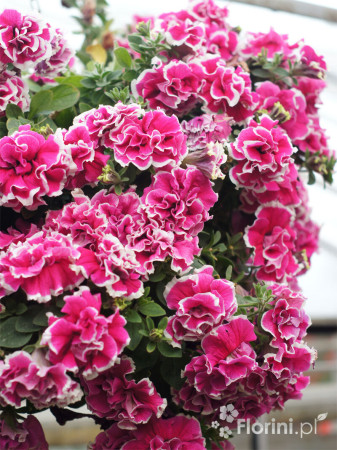 Petunia 'Tumbelina Anna' | Petunia x hybrida