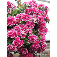 Petunia 'Tumbelina Anna' | Petunia x hybrida