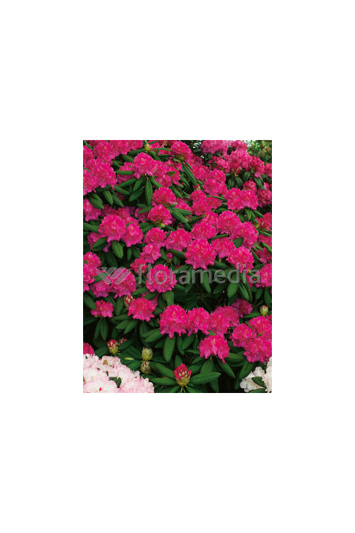 Rododendron 'Catharina van Tol' Rhododendron