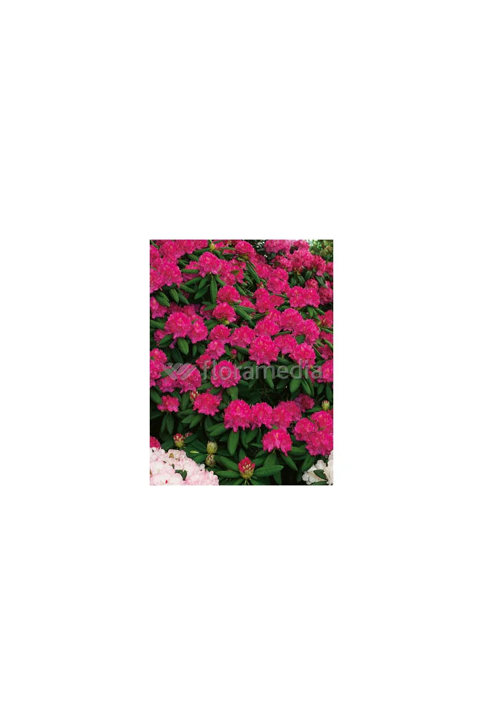 Rododendron 'Catharina van Tol' Rhododendron