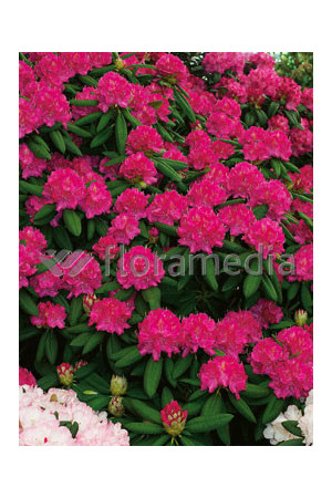 Rododendron 'Catharina van Tol' Rhododendron