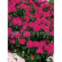 Rododendron 'Catharina van Tol' Rhododendron