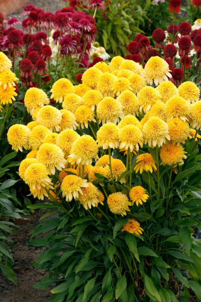 Jeżówka 'Cara Mia Yellow' | Echinacea