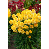 Jeżówka 'Cara Mia Yellow' | Echinacea