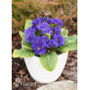 Pierwiosnek 'Belarina® Blue Champion' | Primula