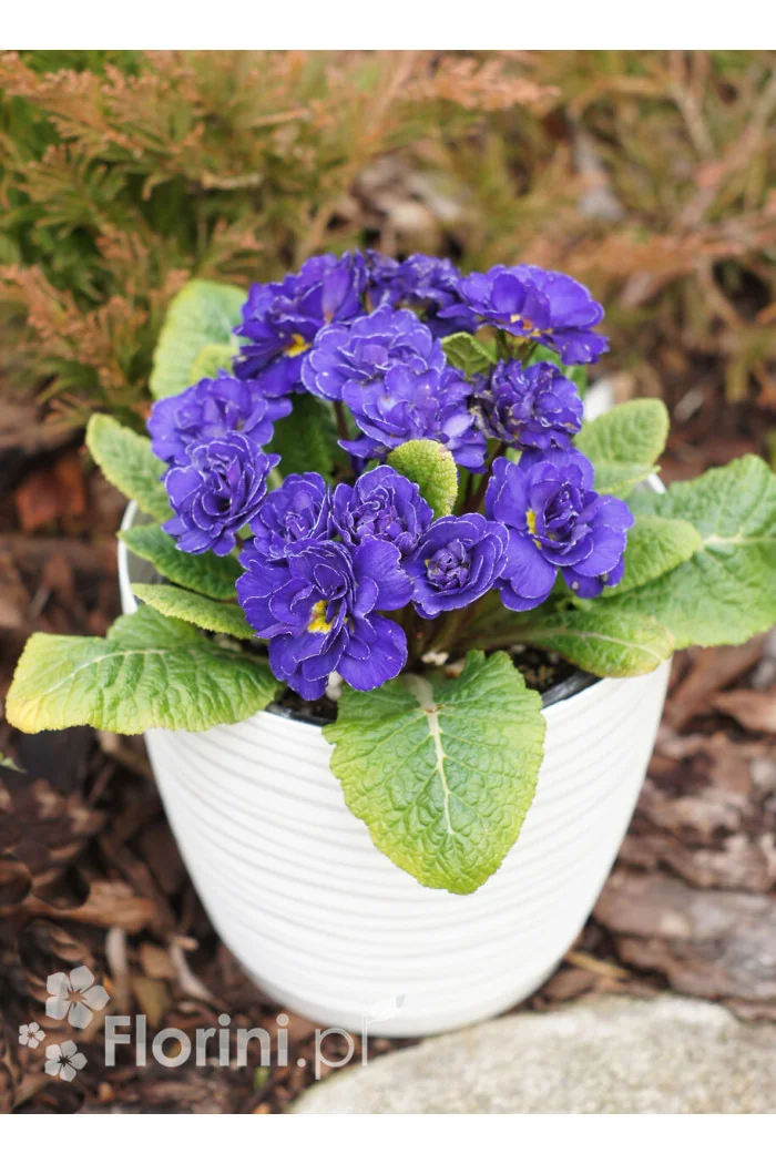 Pierwiosnek 'Belarina® Blue Champion' | Primula