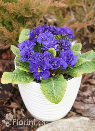 Pierwiosnek 'Belarina® Blue Champion' | Primula