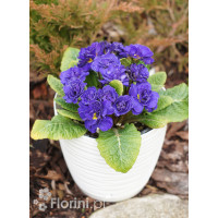 Pierwiosnek 'Belarina® Blue Champion' | Primula