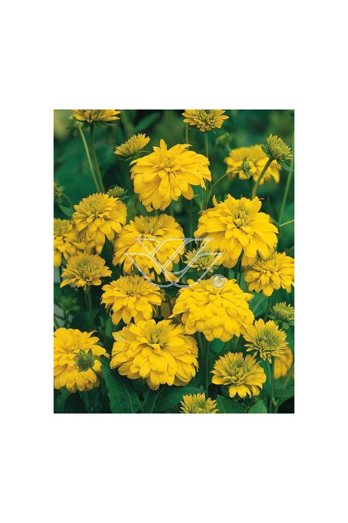 Rudbekia naga 'Goldquelle' Rudbeckia aciniata