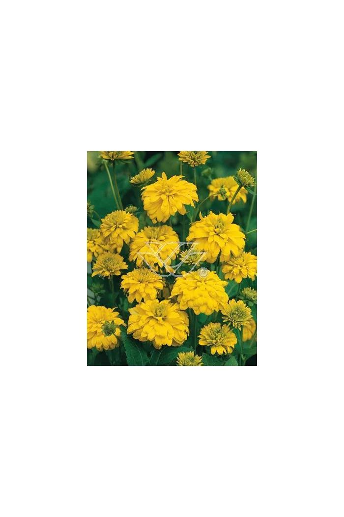 Rudbekia naga 'Goldquelle' Rudbeckia aciniata