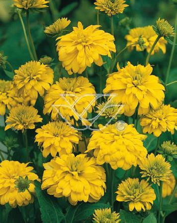 Rudbekia naga 'Goldquelle' Rudbeckia aciniata