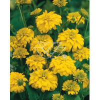 Rudbekia naga 'Goldquelle' Rudbeckia aciniata