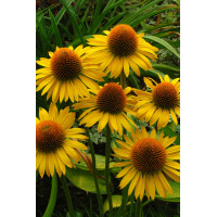 Jeżówka 'Harvest Moon' Echinacea