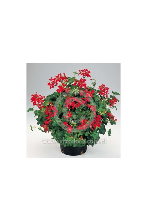Pelargonia bluszczolistna 'Decora Red'