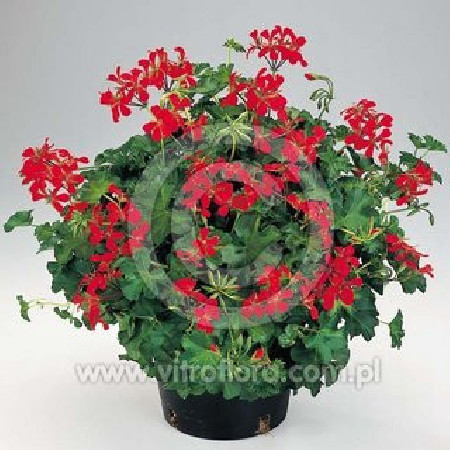 Pelargonia bluszczolistna 'Decora Red'