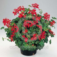 Pelargonia bluszczolistna 'Decora Red'