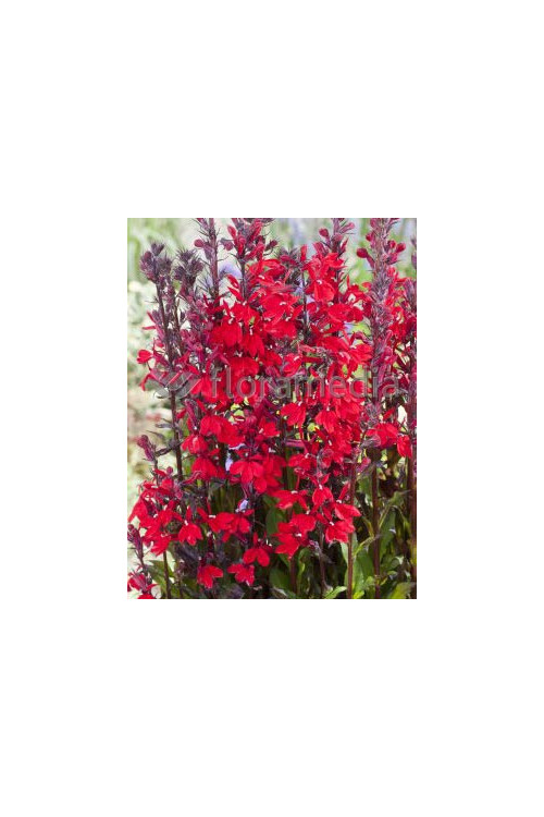 Lobelia szkarłatna Lobelia cardinalis