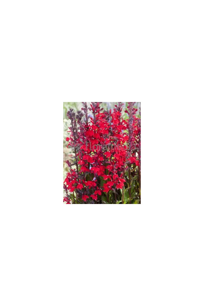 Lobelia szkarłatna Lobelia cardinalis