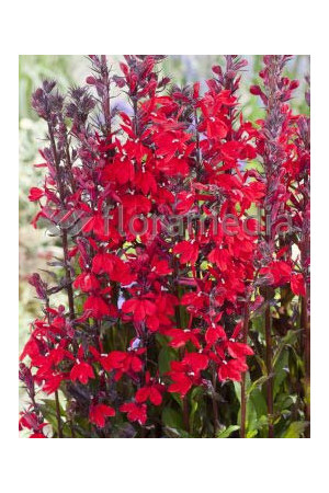 Lobelia szkarłatna Lobelia cardinalis