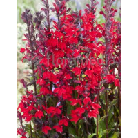 Lobelia szkarłatna Lobelia cardinalis