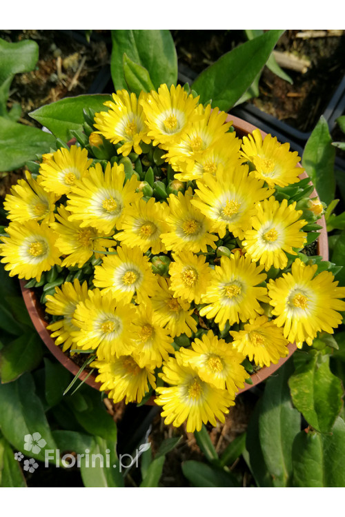 Słonecznica wysokogórska (żółta) | Delosperma congestum