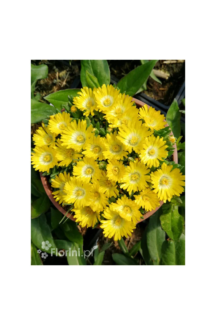 Słonecznica wysokogórska (żółta) | Delosperma congestum