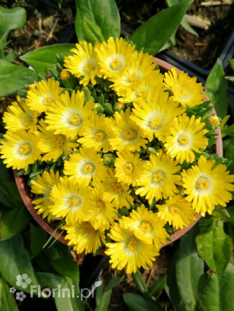 Słonecznica wysokogórska (żółta) | Delosperma congestum