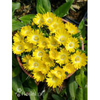 Słonecznica wysokogórska (żółta) | Delosperma congestum