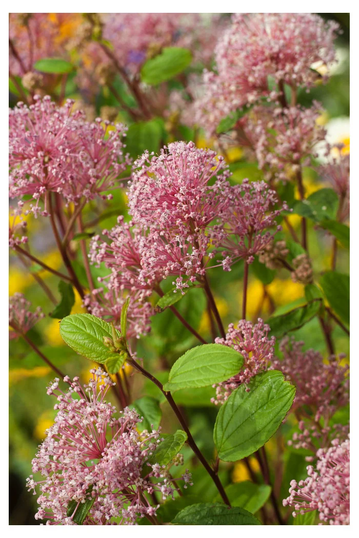 Prusznik blady 'Marie Simon' | Ceanothus pallidus