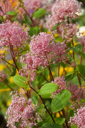 Prusznik blady 'Marie Simon' | Ceanothus pallidus