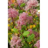 Prusznik blady 'Marie Simon' | Ceanothus pallidus