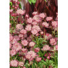 Jarzmianka 'Ruby Cloud' Astrantia