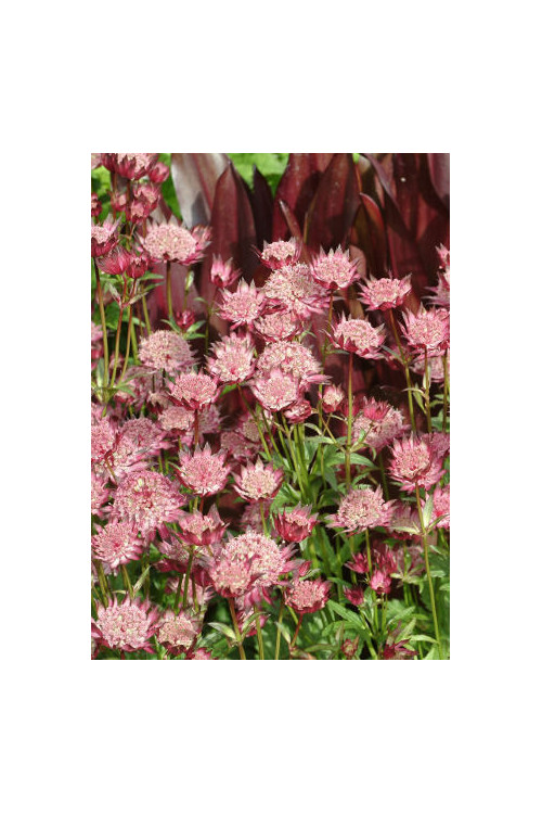 Jarzmianka 'Ruby Cloud' Astrantia